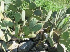 Opuntia leucotricha