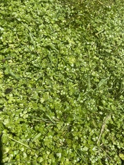 Hydrocotyle tripartita