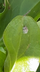 Corythucha marmorata