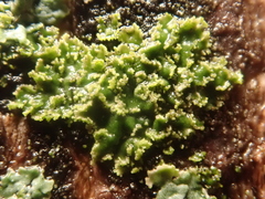 Phaeophyscia nigricans