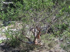 Bursera schlechtendalii
