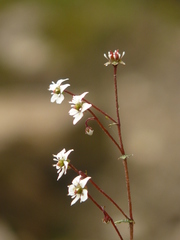 Micranthes pallida