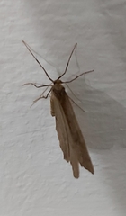 Operophtera
