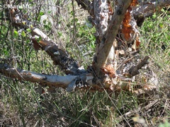 Bursera schlechtendalii