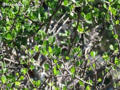 Bursera schlechtendalii