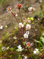 Micranthes pallida