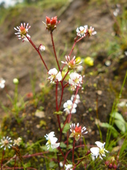 Micranthes pallida