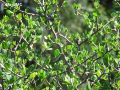 Bursera schlechtendalii
