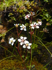 Micranthes pallida
