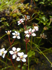 Micranthes pallida