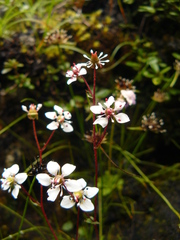 Micranthes pallida
