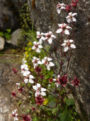 Micranthes pallida