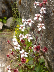Micranthes pallida