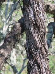 Fraxinus greggii
