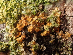 Pronectria xanthoriae