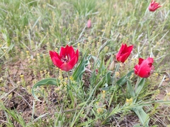 Tulipa suaveolens