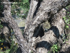 Fraxinus greggii