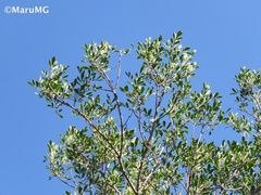 Fraxinus greggii