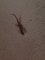 Cyrtopodion scabrum