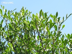 Fraxinus greggii