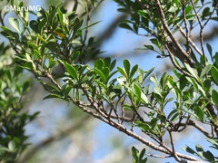 Fraxinus greggii