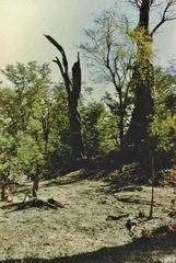 Tyto alba poensis