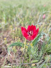 Tulipa suaveolens