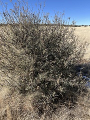 Berberis