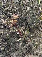 Berberis