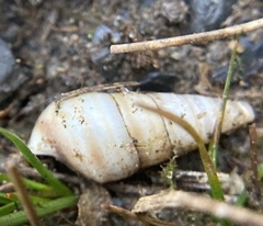 Cochlicopa lubrica