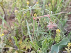 Geranium linearilobum