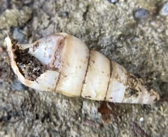 Cochlicopa lubrica