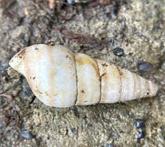 Cochlicopa lubrica
