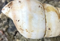 Cochlicopa lubrica