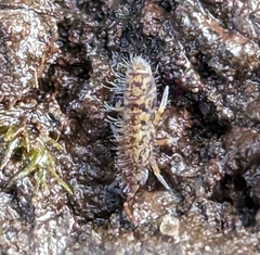 Orchesella villosa