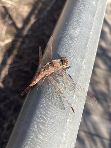 iNaturalist observation photo of Variegated Meadowhawk