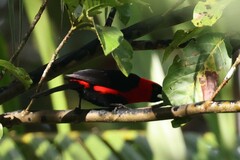 Ramphocelus nigrogularis