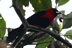 Ramphocelus nigrogularis