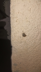 Holcogaster fibulata