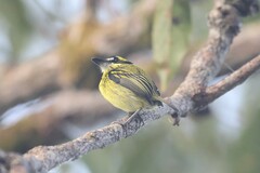 Todirostrum chrysocrotaphum