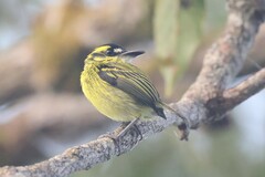 Todirostrum chrysocrotaphum