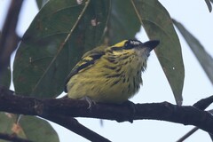 Todirostrum chrysocrotaphum
