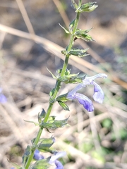 Salvia longispicata