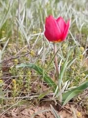 Tulipa suaveolens