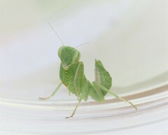 Photiomantis