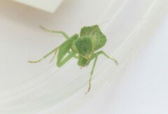 Photiomantis