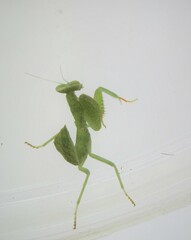 Photiomantis