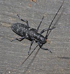 Monochamus sutor