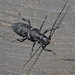 Pine Sawyer Beetle - Photo (c) V.S. Volkotrub, some rights reserved (CC BY-NC), uploaded by V.S. Volkotrub