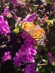 Vanessa annabella